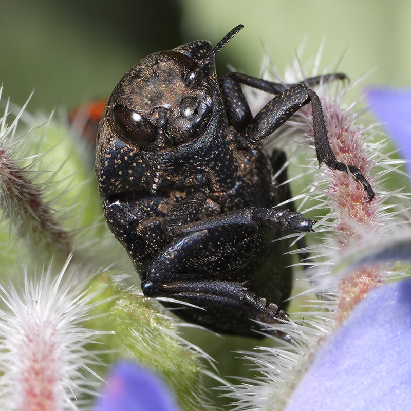 Buprestidae: Capnodis tenebricosa da confermare